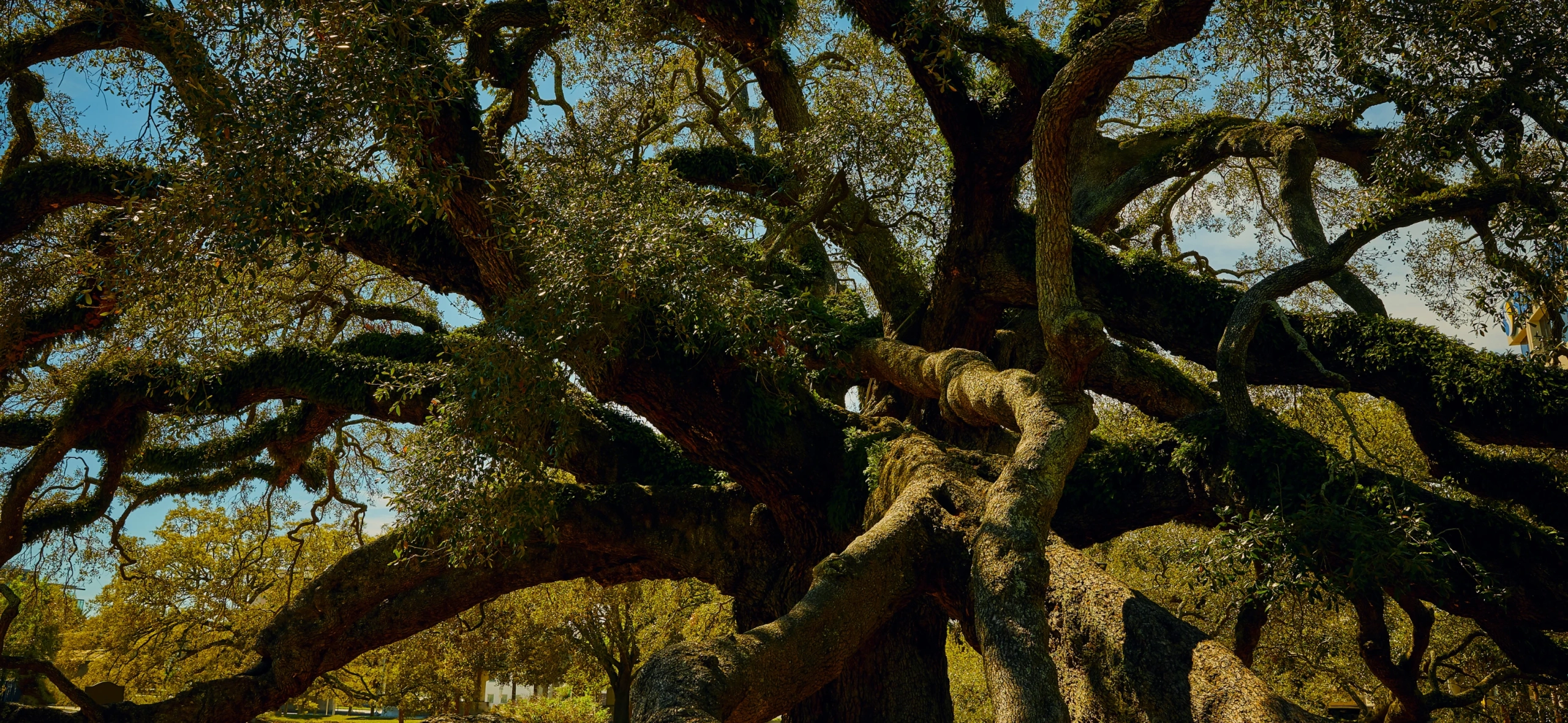 TREATY OAK